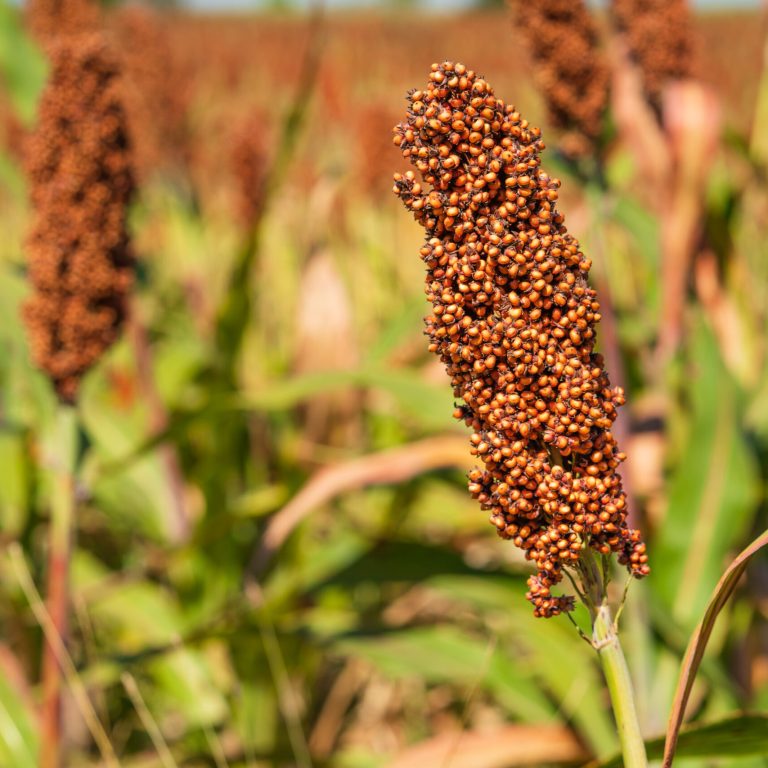 Millet or Sorghum an important cereal crop in field for making porridge or baking bread or brewing beer